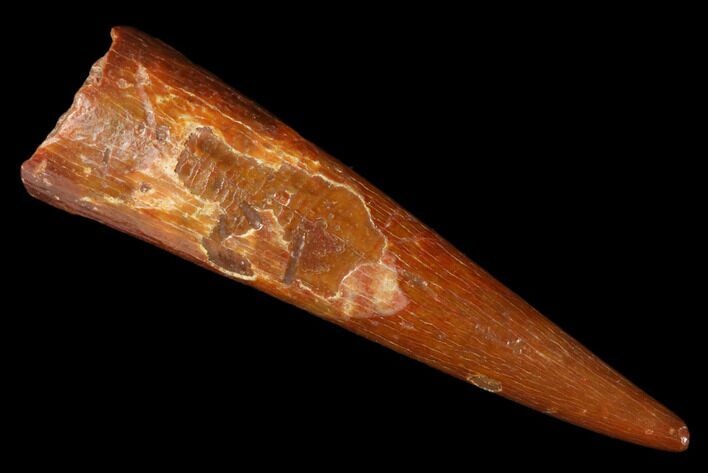 Fossil Pterosaur (Siroccopteryx) Tooth - Morocco #178514